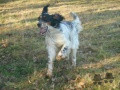 Setter Anglais LITTLE CHARLIE DES MONTS D'OCCITANIE dit CHARLIE